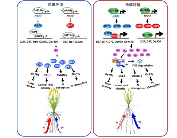 科研人員利用獼猴高維眼動空間解碼精神活性藥物的效應(圖2) 科研人員利用獼猴高維眼動空間解碼精神活性藥物的效應(圖2)