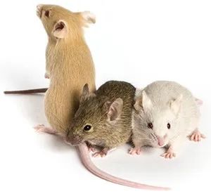 如果實驗設計不嚴謹—以漸凍人癥轉基因小鼠藥物研發為例(圖2) 641.jpeg