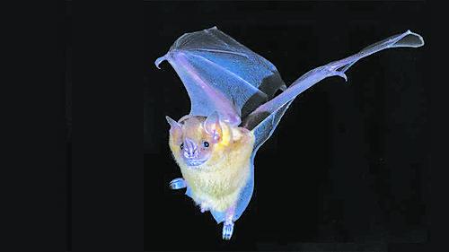 快速進化簡化了基因組,蝙蝠神奇免疫力之謎解開|科普園地(圖1) 快速進化簡化了基因組,蝙蝠神奇免疫力之謎解開|科普園地(圖1)