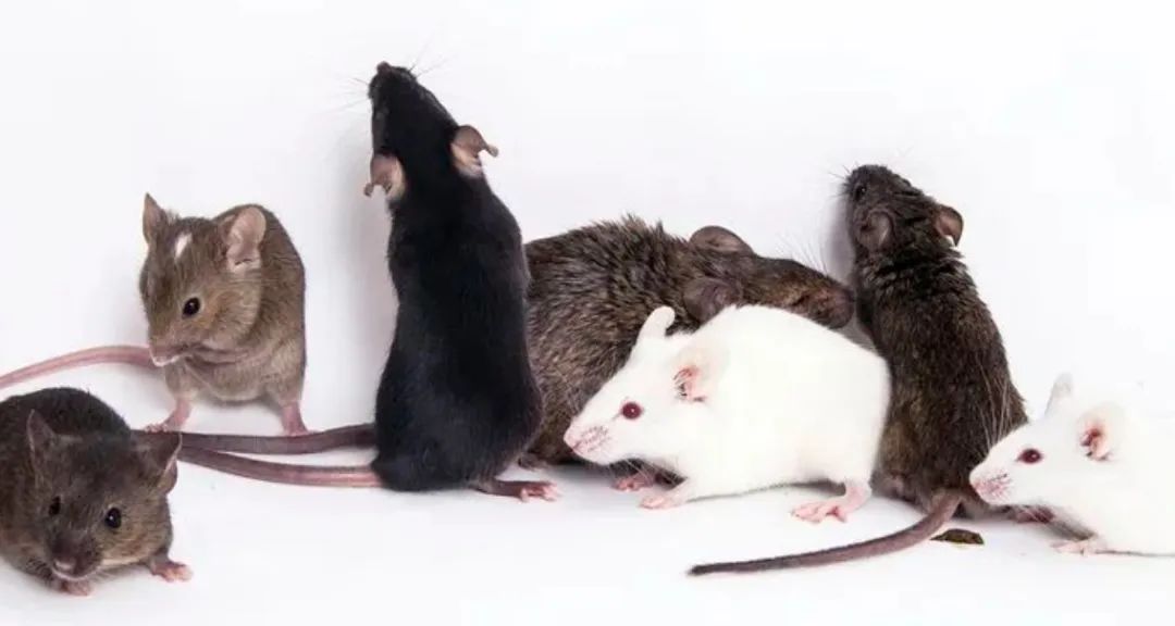 嚙齒類動物手術指導原則(圖1) 640.jpeg