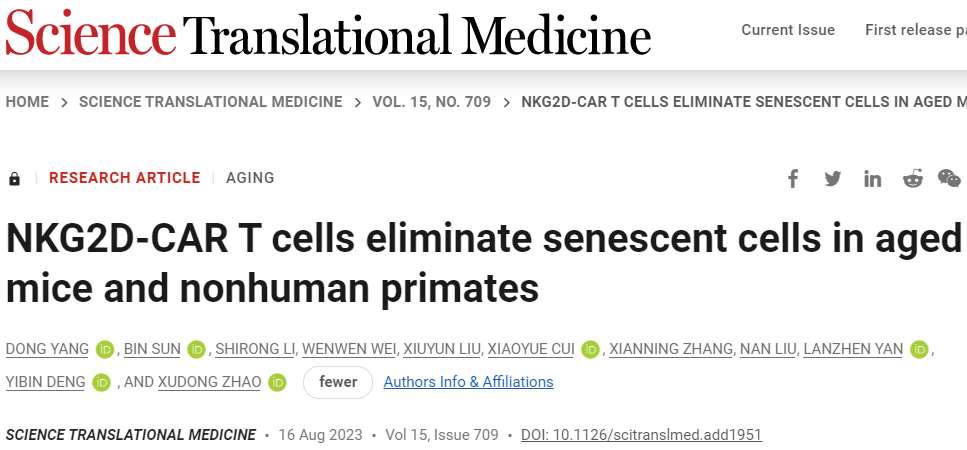 抗衰老CAR-T細胞可在大型動物體內追捕并消除衰老細胞(圖1) 1.png