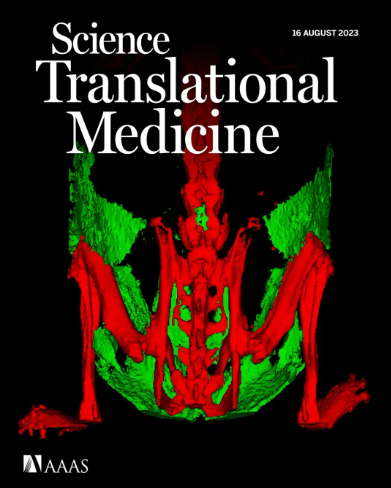 抗衰老CAR-T細胞可在大型動物體內追捕并消除衰老細胞(圖2) 2.png
