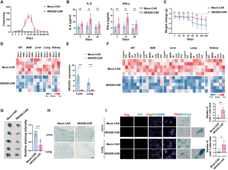 抗衰老CAR-T細胞可在大型動物體內追捕并消除衰老細胞(圖3) 3.png