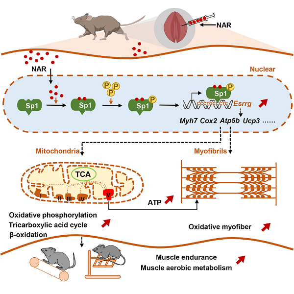 研究揭示柚皮素通過激活Sp1-ERRγ轉錄軸增強肌肉耐力和改善肌肉萎縮的新功能(圖1) 研究揭示柚皮素通過激活Sp1-ERRγ轉錄軸增強肌肉耐力和改善肌肉萎縮的新功能(圖1)