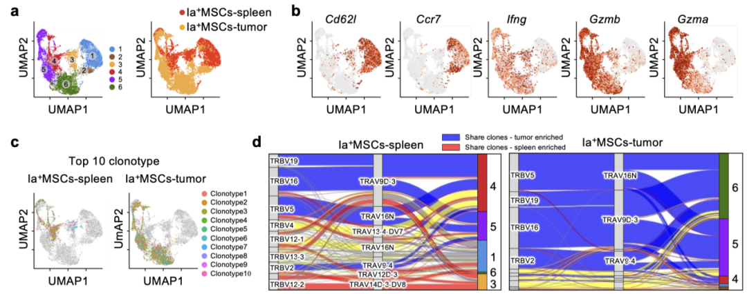 營(yíng)養(yǎng)與健康所發(fā)現(xiàn)具有強(qiáng)效持久腫瘤殺傷功能的T細(xì)胞新亞群(圖1) 營(yíng)養(yǎng)與健康所發(fā)現(xiàn)具有強(qiáng)效持久腫瘤殺傷功能的T細(xì)胞新亞群(圖1)