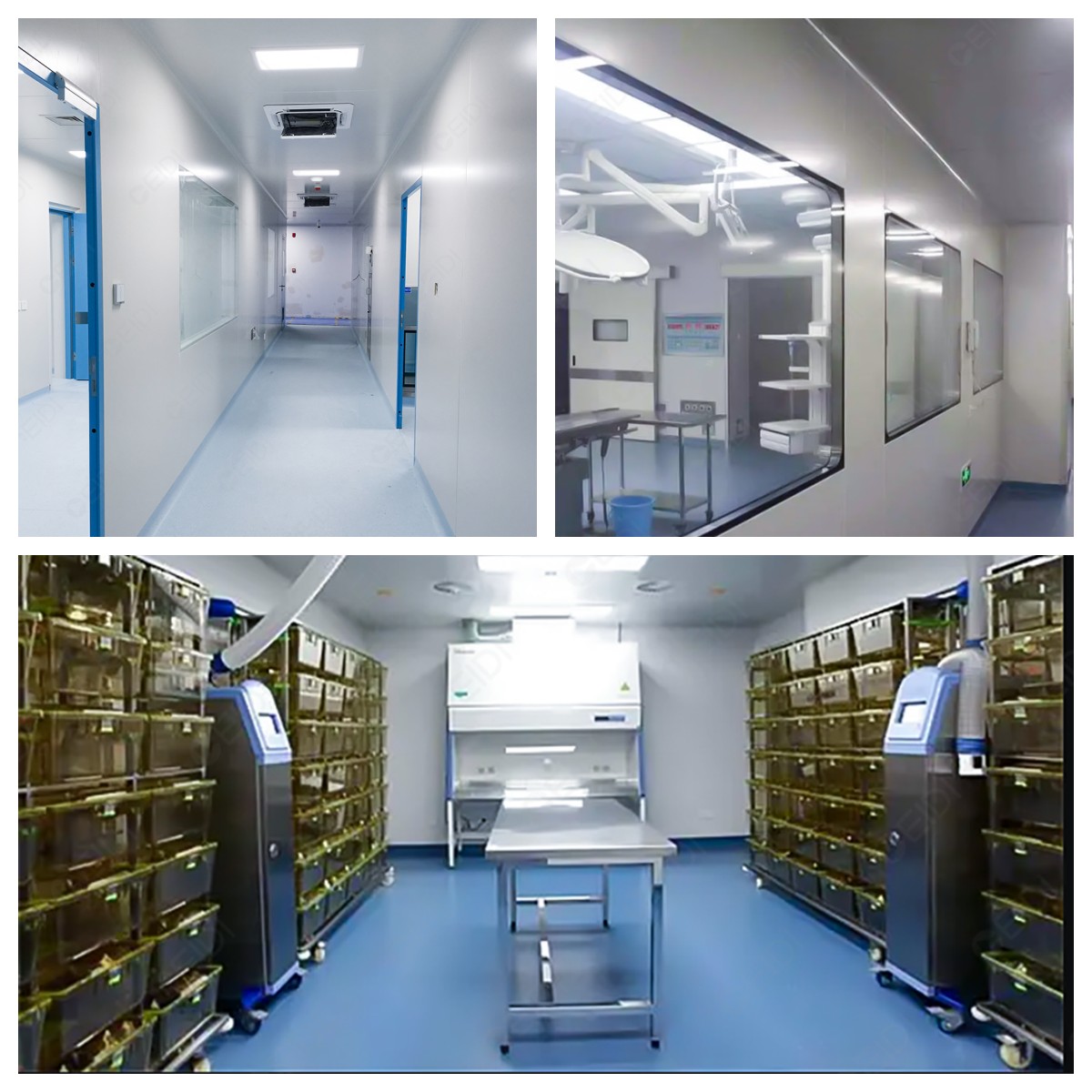 Nature：我國科學(xué)家揭示蛋白CHIT1促進(jìn)靈長類動(dòng)物脊髓中的運(yùn)動(dòng)神經(jīng)元衰老