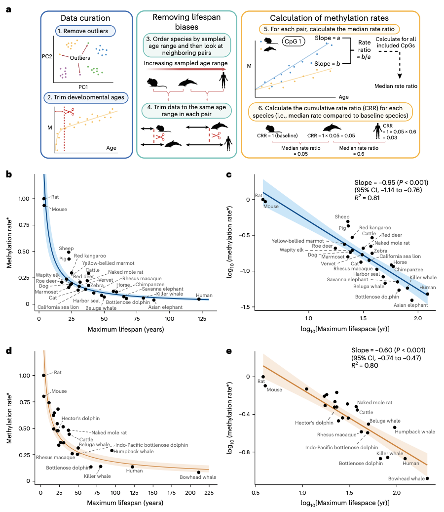 Nature Aging:DNA甲基化水平與哺乳動物最大壽命呈負相關(圖1) Nature Aging:DNA甲基化水平與哺乳動物最大壽命呈負相關(圖1)