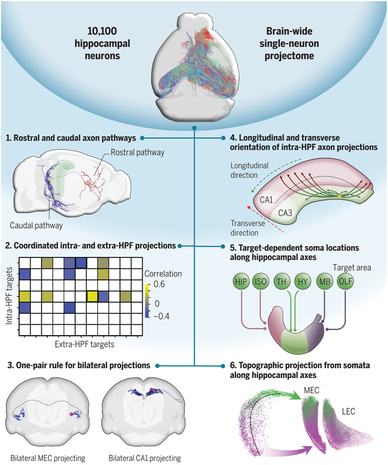 Science:我國科學家揭示小鼠海馬體單神經元全腦投射原理(圖2) p25.png