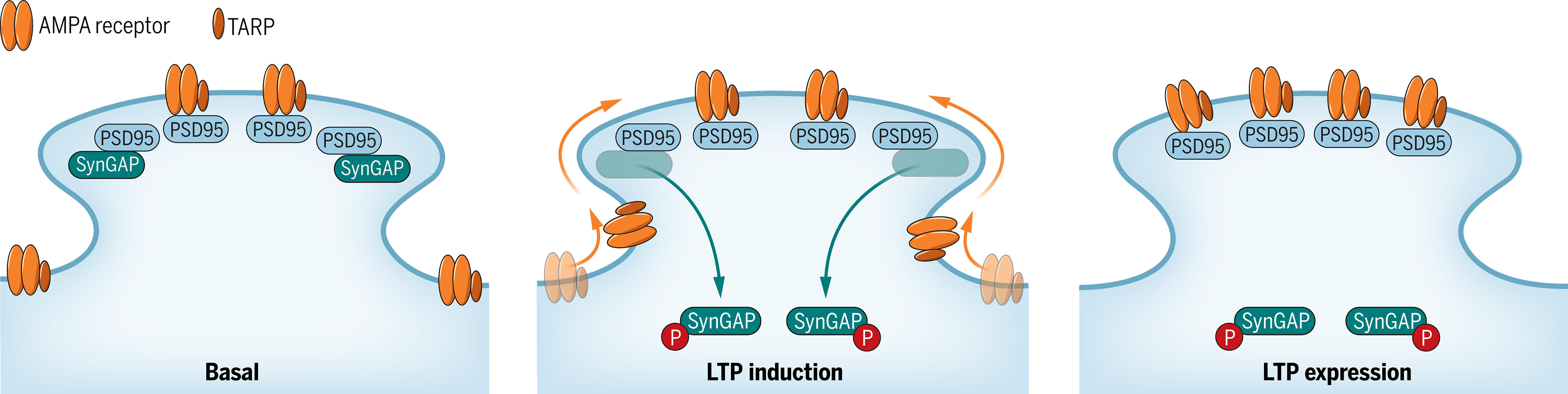 Science:科學家識別出所有哺乳動物腦細胞共有的學習和記憶基因的新型調節功能(圖2) p16.jpg