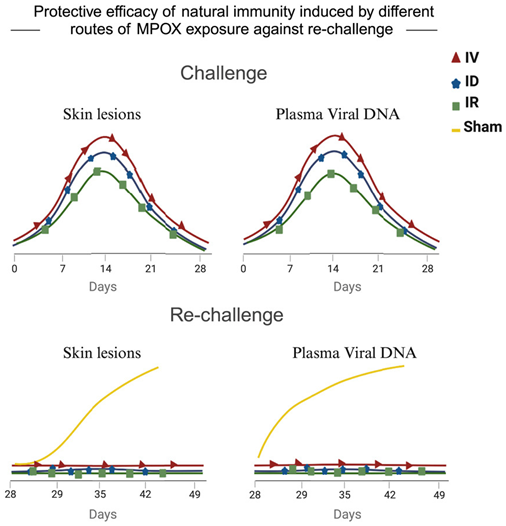 Cell:新研究表明感染過猴痘病毒的獼猴可預防猴痘病毒再次感染(圖2) p28.png