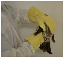 雪貂的保定與給藥方式簡介(圖1) 雪貂的保定與給藥方式簡介(圖1)