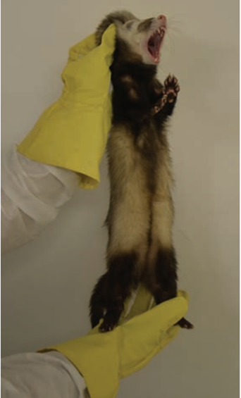 雪貂的保定與給藥方式簡介(圖2) 雪貂的保定與給藥方式簡介(圖2)