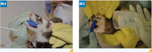 雪貂的保定與給藥方式簡介(圖5) 雪貂的保定與給藥方式簡介(圖5)