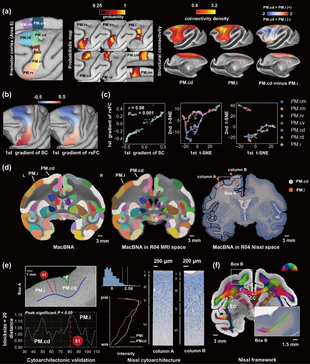我國(guó)成功繪制全新獼猴腦網(wǎng)絡(luò)組圖譜(圖3) p31.png