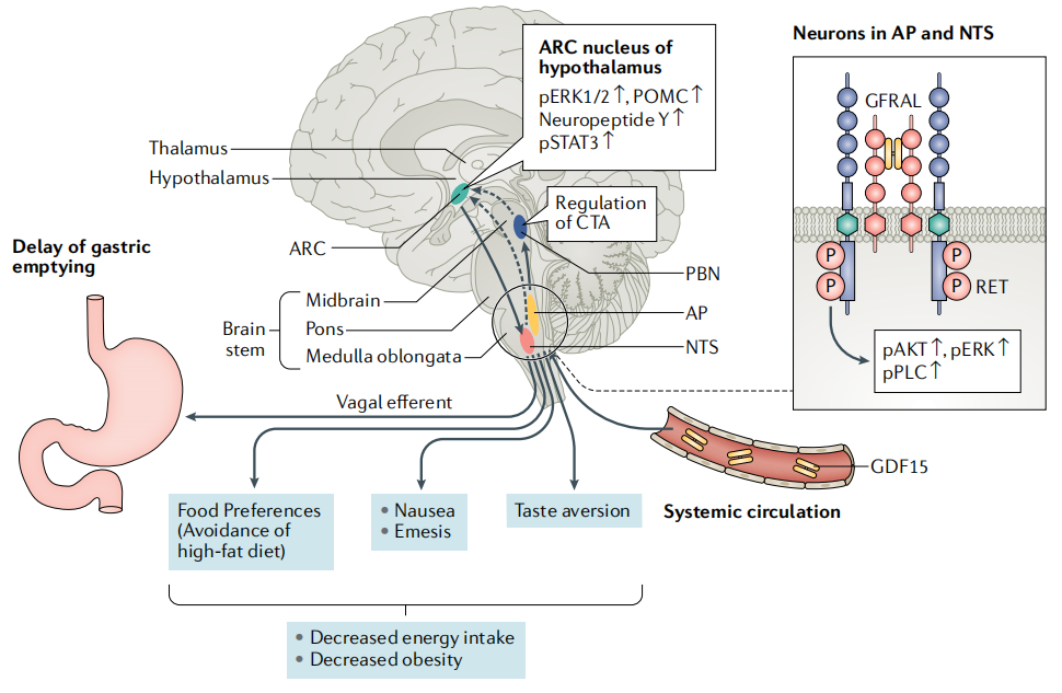 B6-hGDF15人源化小鼠可助力腫瘤、糖尿病、孕吐和心血管疾病等多領域研究(圖3) B6-hGDF15人源化小鼠