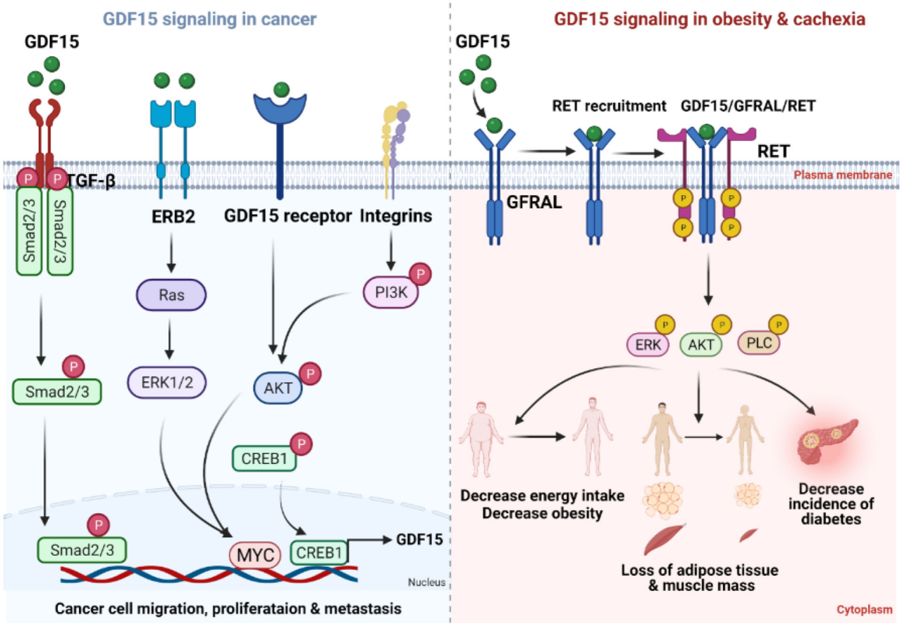 B6-hGDF15人源化小鼠可助力腫瘤、糖尿病、孕吐和心血管疾病等多領域研究(圖2) B6-hGDF15人源化小鼠